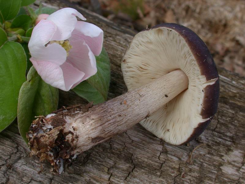 Un Pluteus cervinus ...con la faccia da Melanoleuca.........